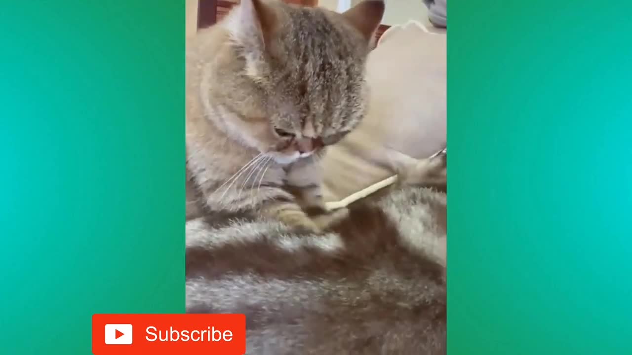 Best Funny Animal Videos Of The 2022 Part 04