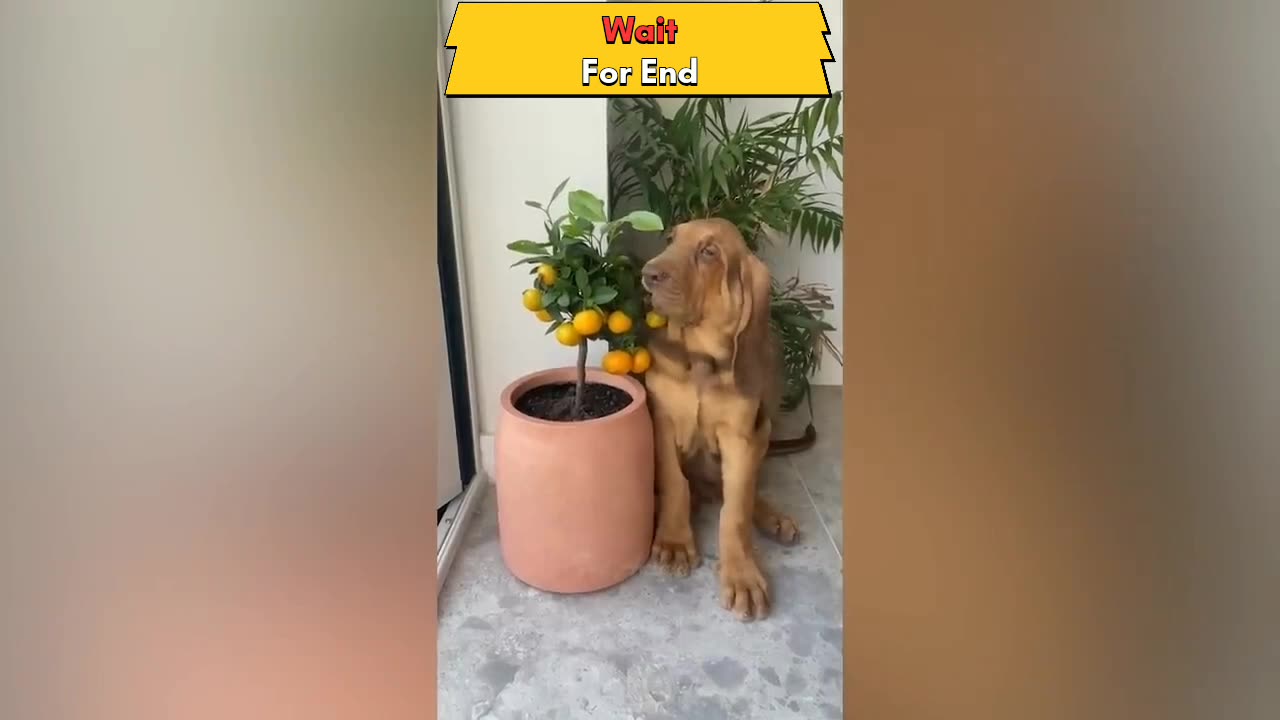 Funny animals video by asailam