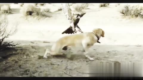 Golden eagle attacks dog