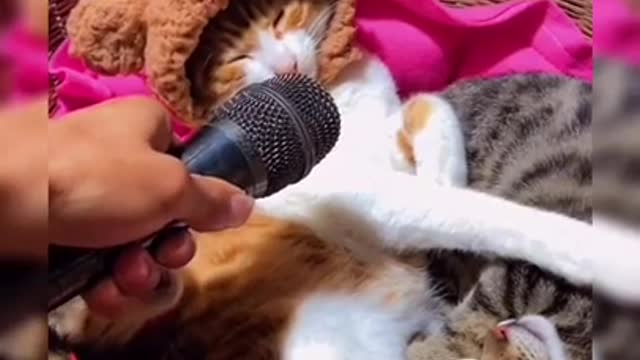 #trending Cat Funny Video #shorts