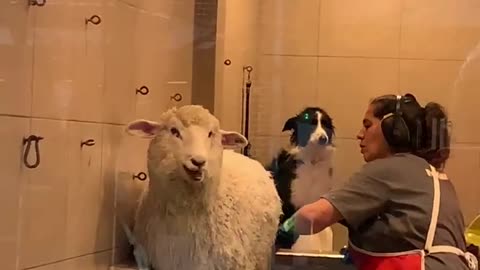 Sheep Does Not Want To Get Clean || Viral Verse