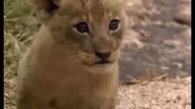 Baby Lion Following His Mom 😄😄