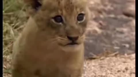 Baby Lion Following His Mom 😄😄