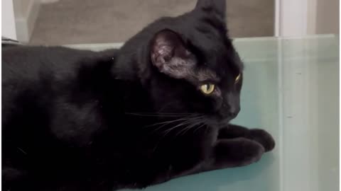 Adopting a Cat from a Shelter Vlog - Cute Precious Piper is Inspiring to All Her Co -Workers