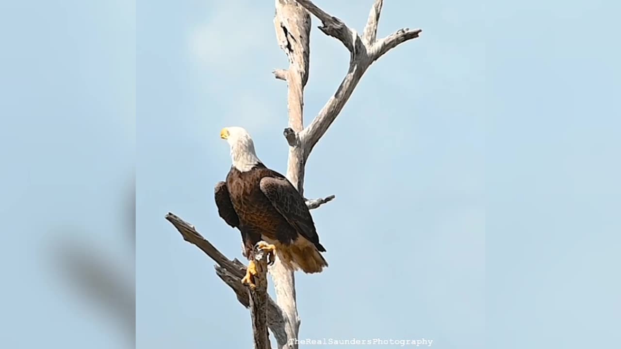 Forest eagle