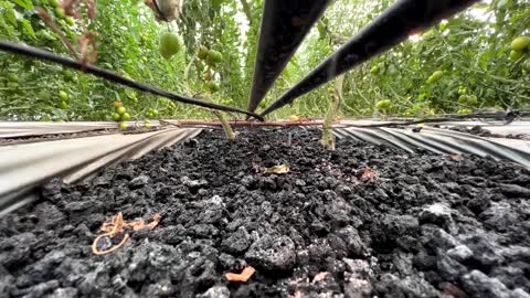 Yemeni farmers turn to hydroponic farming