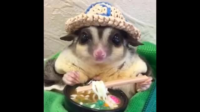 Cute Animal Eating | Funny Animal