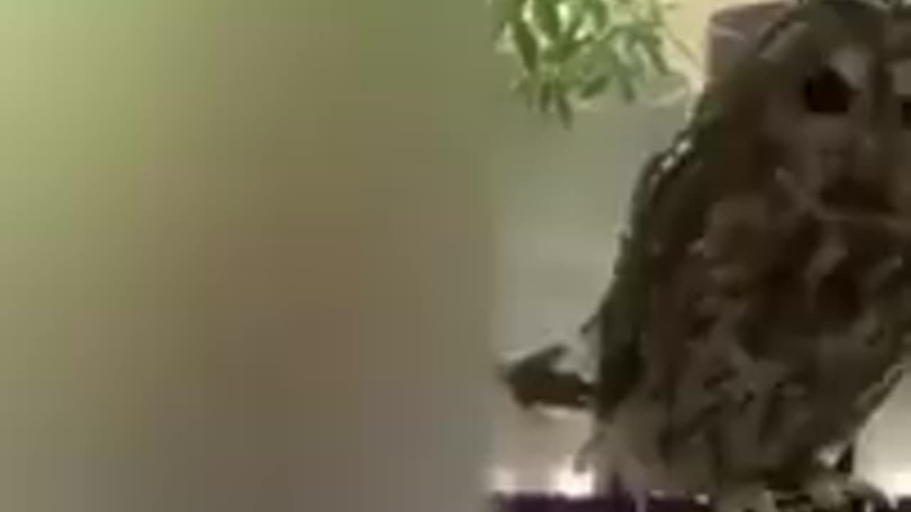 The Funniest Animal Videos || 2023