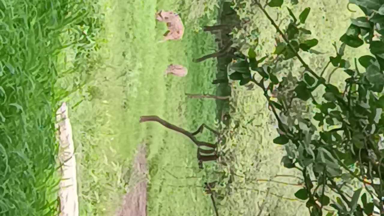 Lion gir national park