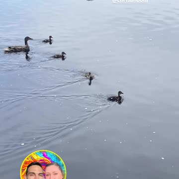 DO YOU HAVE YOUR DUCKS IN A ROW?