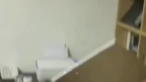 #animallovers