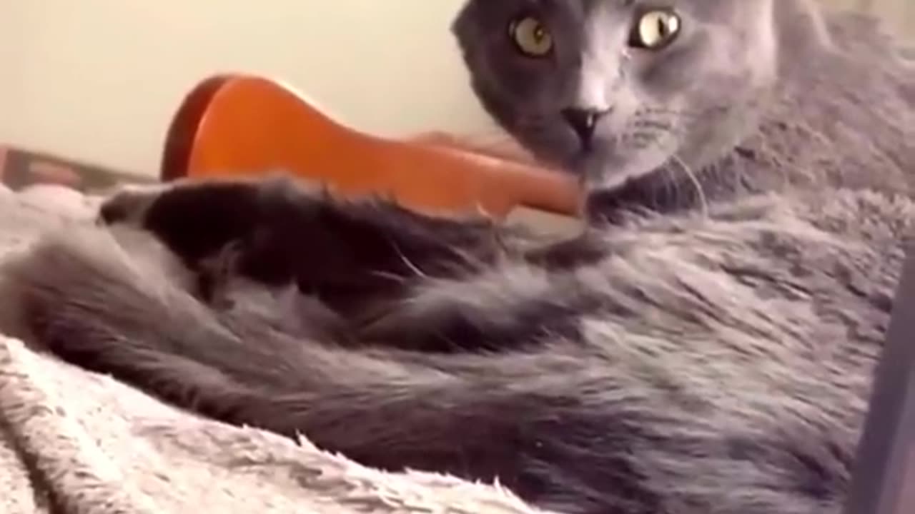 Cute cat funny moments