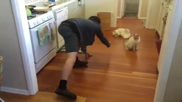 Cat Who Loves Sliding Across Floor Runs Back For More