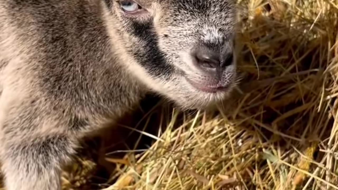 Cute Goat #babygoat #goat #goatoftiktok #minigoat