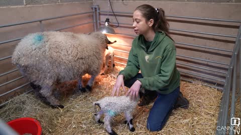 The First Lambs of the Season -