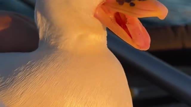 Have you seen a yawning duck?