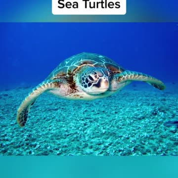 Animals That Are Bigger Than You Think