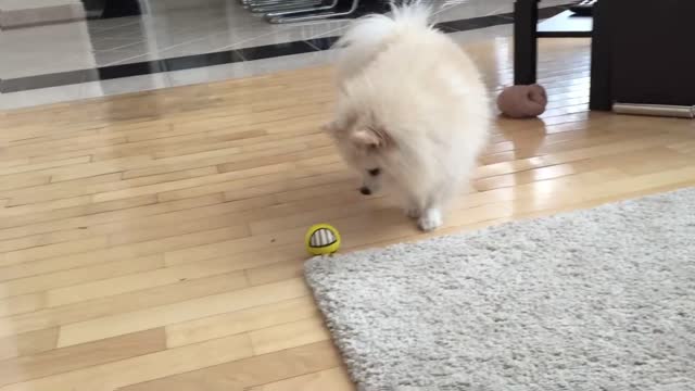 Cute dog play with yellow ball - Pomeranian Mr Spock