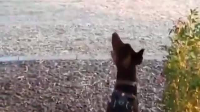 Dog and Cat are Friends | #Shorts