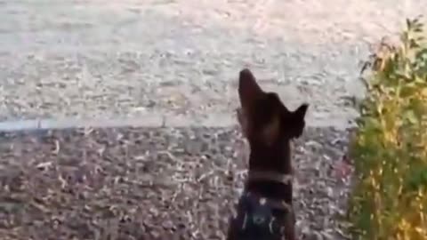 Dog and Cat are Friends | #Shorts