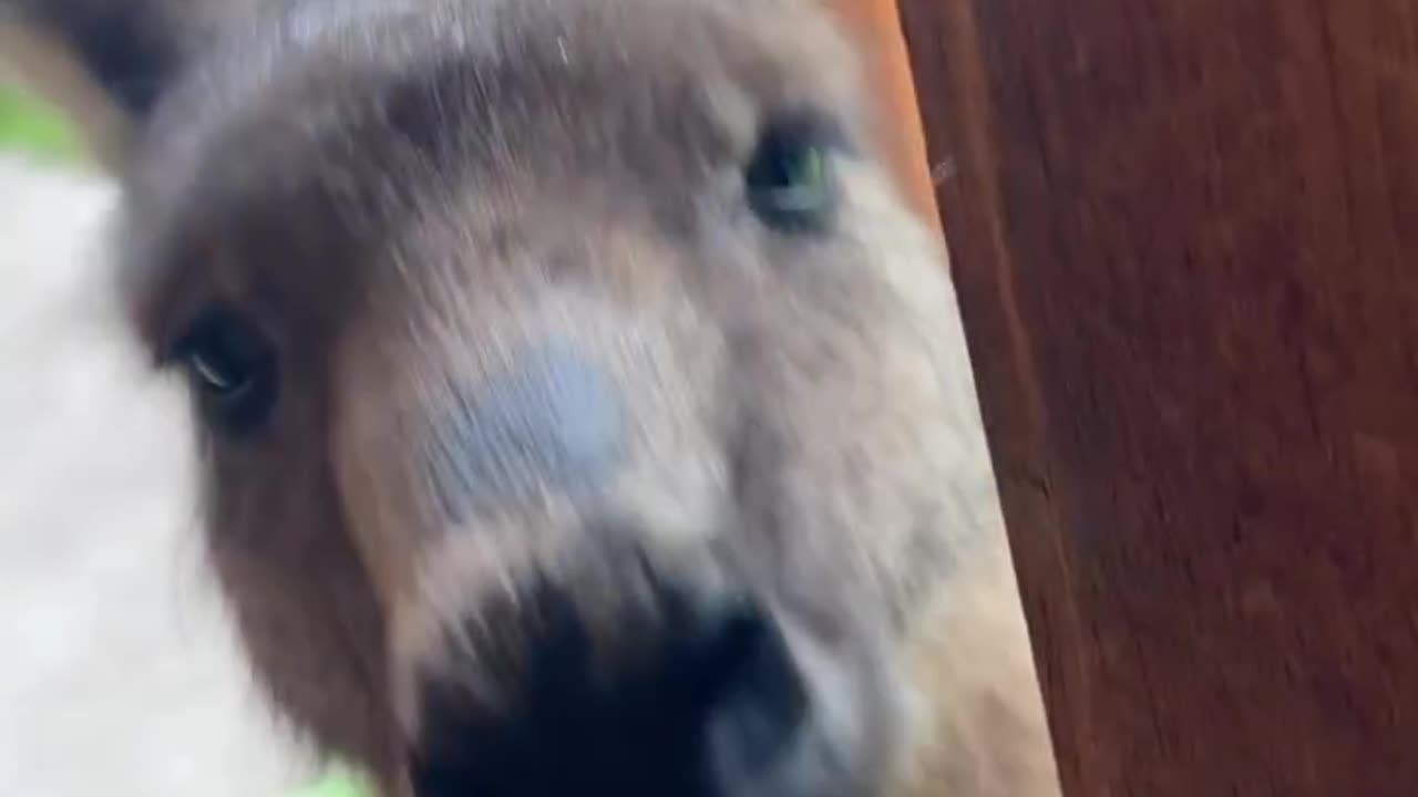 Never thought I’d feel this sad for a kangaroo. But here we are.