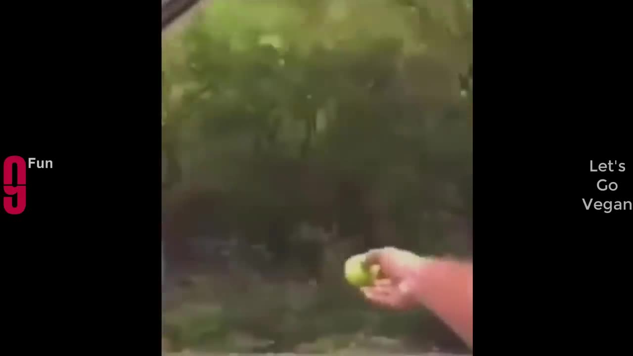 TRY NOT TO LAUGH