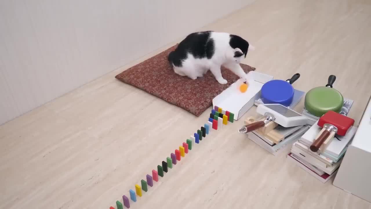 The trick of cat and table tennis