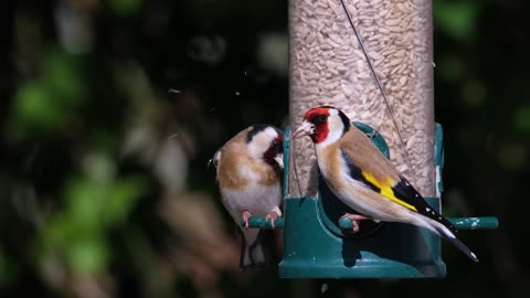 beautiful goldfinch sharing food