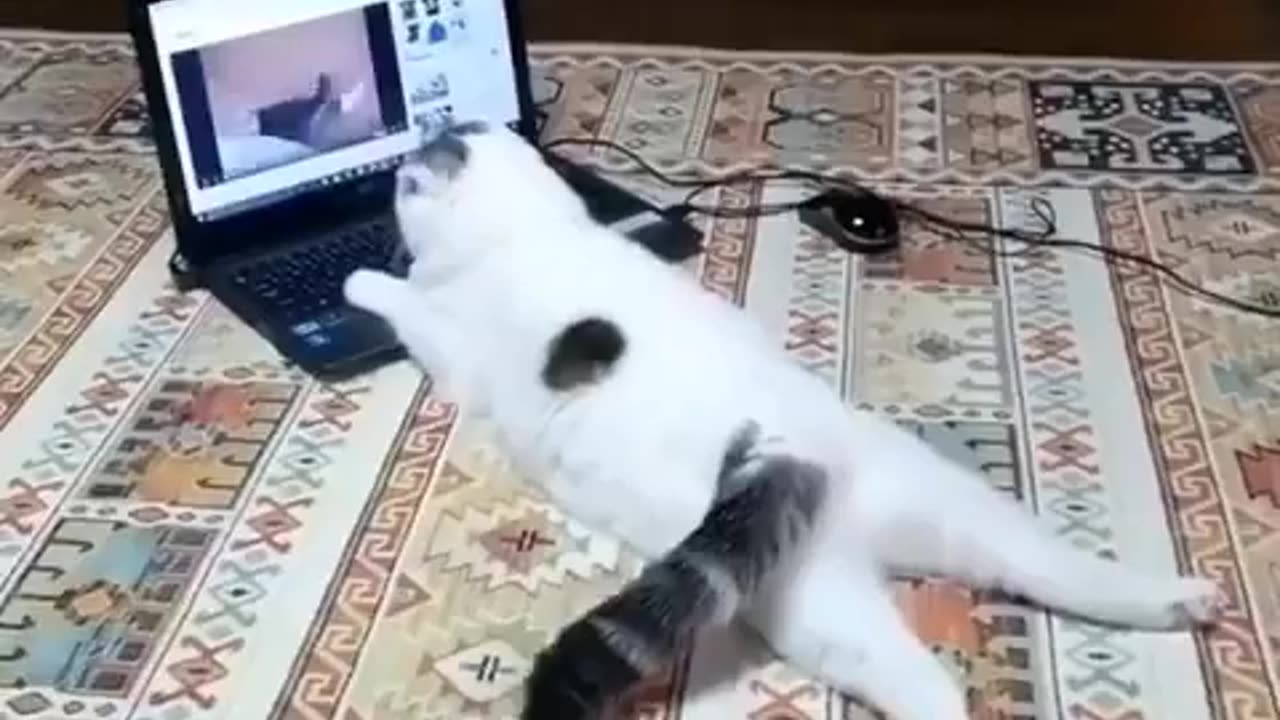 cat funny video