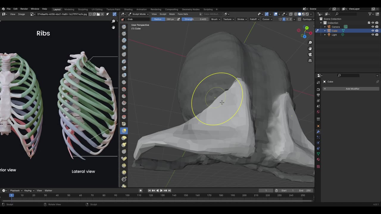 Anatomy series 1: Ribcage