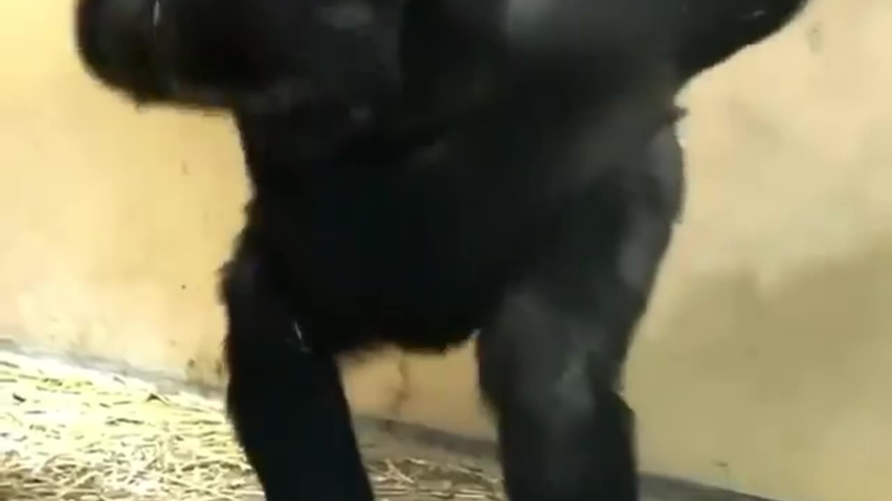 Funny Gorilla