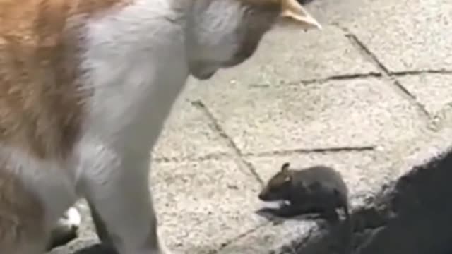 I'll kick you down if you climb up again!