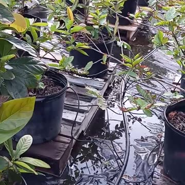 Starting a small avocado Grove, preppers farm