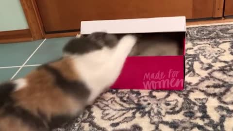 This Cat Is Scarring Another Cat Hiding Inside Shoebox