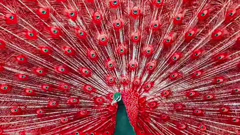 Red peacock