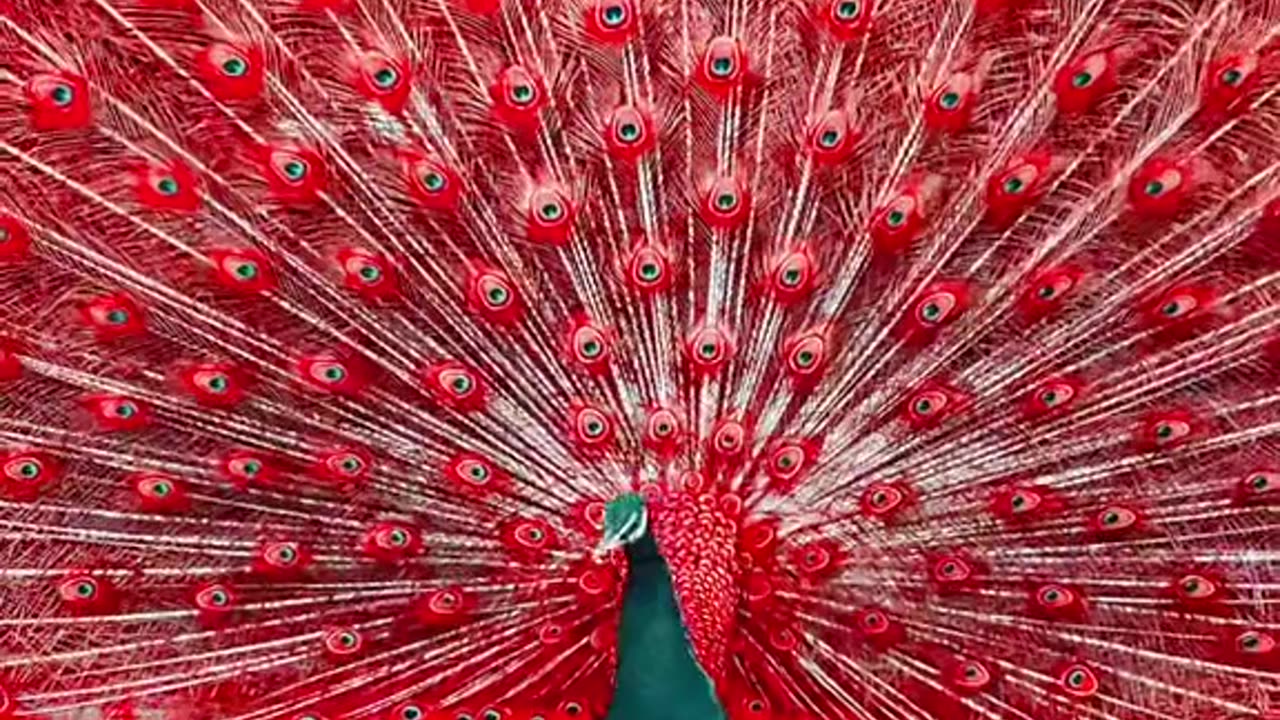 Red peacock