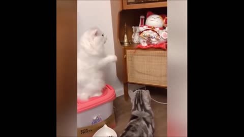 Animal humor compilation videos
