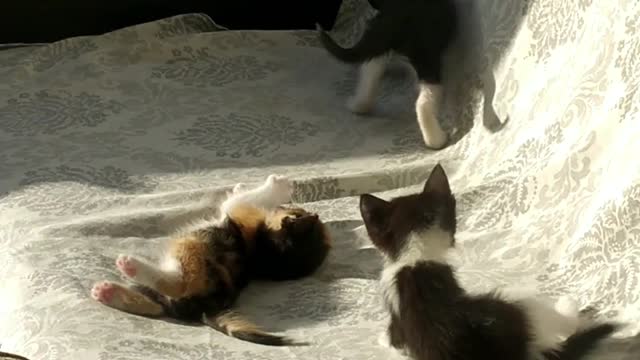 kittens playing