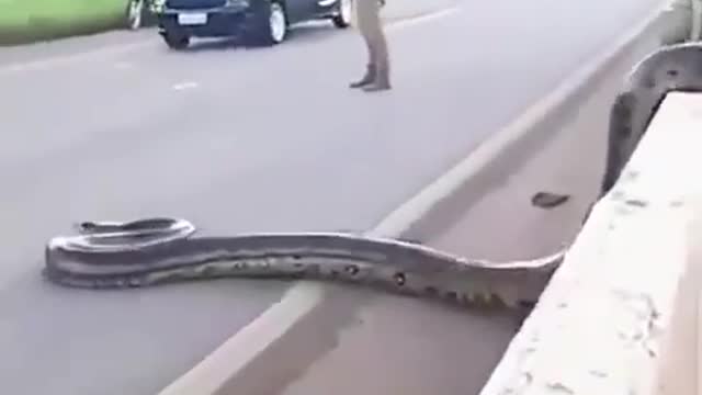 "Jaw-Dropping Moment: Massive Python Halts Traffic While Crossing the Road!"