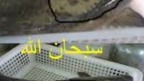 Everything say Allah.
