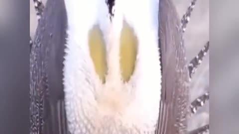 The greater sage grouse pops brightly colored air sacs, creating a noise.