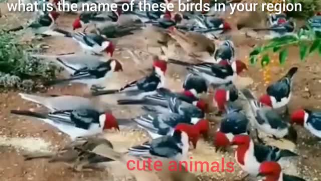 what is the name of these birds in your region