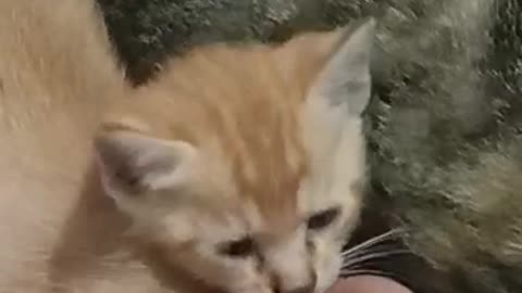 Play with cat