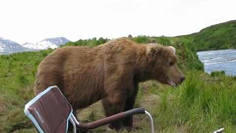 bear sits next to guy