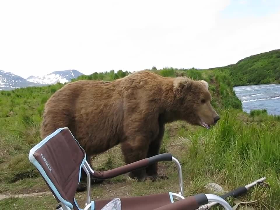 bear sits next to guy