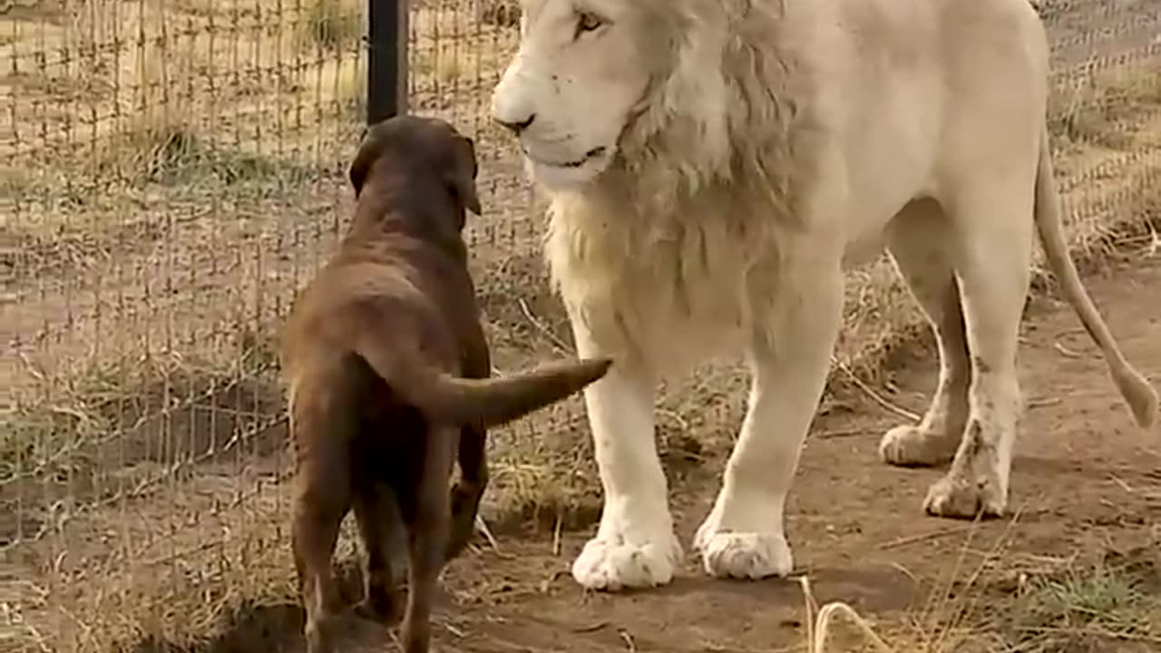 Cute Lion Gives Smooches to Puppy's Paw!