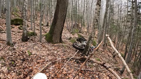 Enduro Riders Encounter Brown Bear on Trail