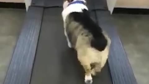 Fanny 🐕 dogs fanny 🐈 cats