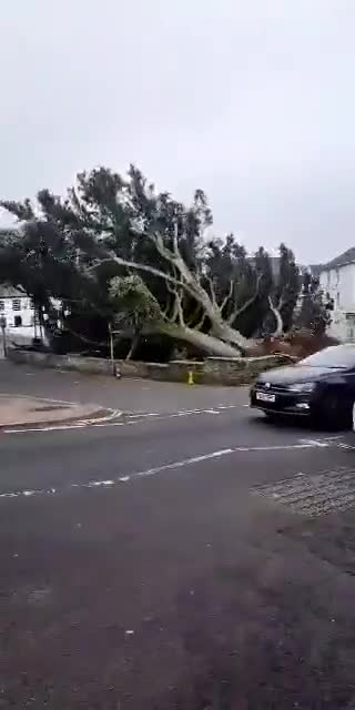 Storm eunice takes out a huge tree