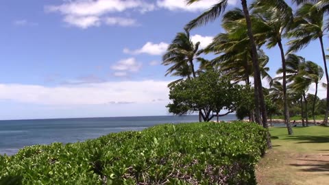 Hawaiian Beach Sunny Day Creative Commons Stock Footage